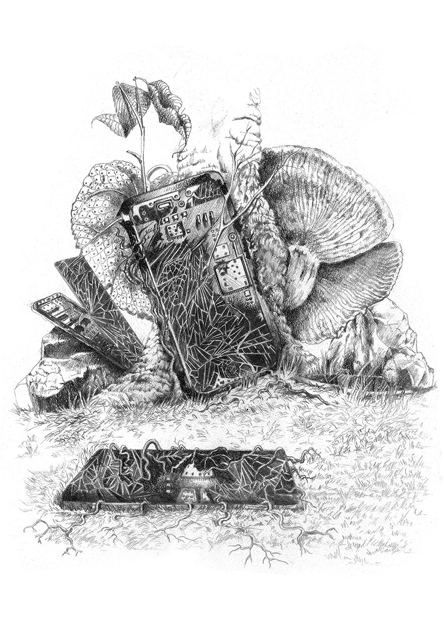 "Celular e Cogumelos"/"Mobile and Mushrooms"
