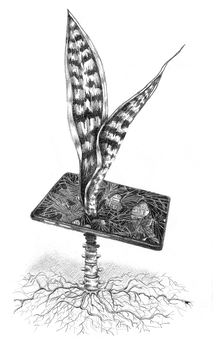 "Celular e Espada de São Jorge"/ "Mobile and Snake Plant"
